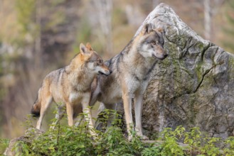 Two gray wolves (Canis lupus lupus) stand on a lying tree trunk in front of a rock on the top of a