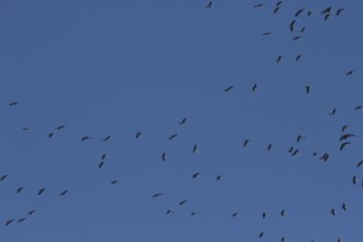 Cranes (Grus grus) in flight, North Rhine-Westphalia, Germany, Europe