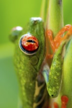 Red-eyed tree frog (Agalychnis callidryas), detail, sitting on a stem, Heredia province, Costa