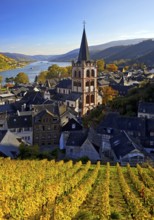 Autumn view of Bacharach on the Rhine with St. Peter's Church, UNESCO World Heritage Upper Middle