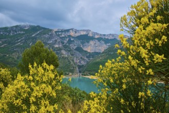 Mountain landscape with the reservoir Lac de Sainte-Croix, surrounded by flowering rushes (Spartium