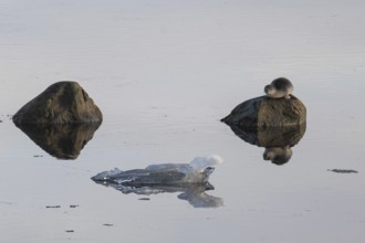 Seal on a rock in the water, reflection, Midtholmen Island, near Ny-Ålesund, Kongsfjord,