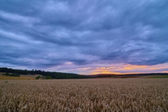 A wheat field (Triticum), in the foreground, surrounded by forest under an evening sky with clouds