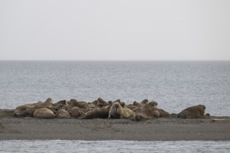 Walrus (Odobenus rosmarus), walrus, Ardneset headland, Svalbard and Jan Mayen archipelago, Norway,