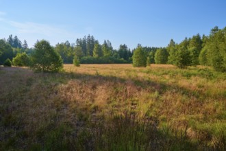 Picturesque moor meadow in front of a green forest under a clear blue sky, Schwarzes Moor,