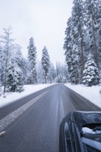 Snowy road through a wintry forest with tall trees, Enzklösterle, district of Calw, Black Forest,