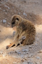 Tiger nut (Suricata suricatta), adult, juvenile, newborn, baby, female, mother with juvenile,