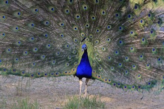 Indian peafowl (Pavo Scalloped ribbonfish), adult, male, beats wheel, courtship display, Germany,