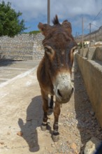 A donkey standing on a road next to a stone wall on a sunny day, Avlona, Diafani, Karpathos,