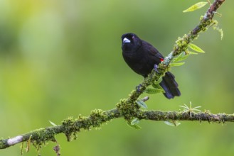 Flame tanager (Pamphecelus passerinii), tanager (Thraupidae), Costa Rica, Central America