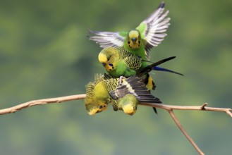 Budgerigar (Melopsittacus undulatus), adult, group, male, female, in perch, mating, social