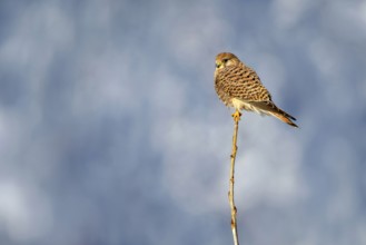 Kestrel (Falco tinnunculus), female, Münster, Tyrol, Austria, Europe