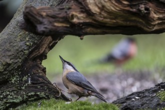 Nuthatch (Sitta europaea), Emsland, Lower Saxony, Germany, Europe