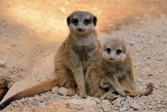 Tiger nut (Suricata suricatta), adult, two adults, juvenile, newborn, baby, social behaviour