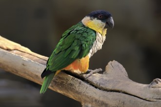 Green-winged Parrot (Pionites melanocephalus), adult, Waiting, alert, curious, Northern South