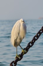 Great egret (Ardea alba) sitting on a chain in Venice on a foggy morning in winter, Italy, Europe