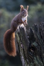 Squirrel (Sciurus vulgaris), Emsland, Lower Saxony, Germany, Europe