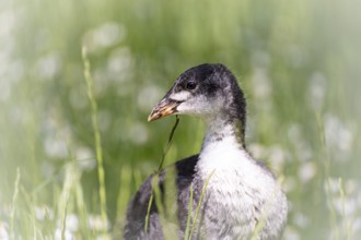 Eurasian Coot chicks (Fulica atra) standing in meadow surrounded by daisies, close-up, profile