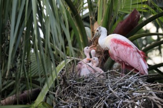 Roseate spoonbill (Platalea ajaja), adult, three juveniles, three chicks, on nest, at breeding