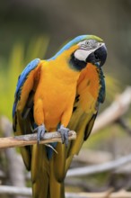 Yellow-breasted Macaw (Ara ararauna), adult, on wait, South America