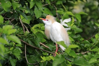 Cattle egret (Bubulcus ibis), adult, on tree, alert, St. Augustine, Florida, USA, North America