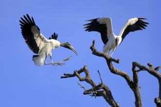 Wood stork (Mycteria americana), adult, pair, perch, St. Augustine, Florida, USA, North America