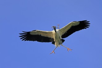 Wood stork (Mycteria americana), adult, flying, nesting material, St. Augustine, Florida, USA,