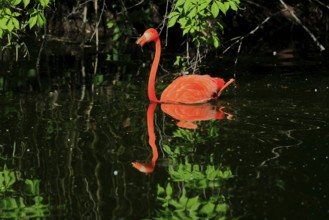 Cuban Flamingo (Phoenicopterus ruber), Red Flamingo, adult, in the water, foraging, captive, South