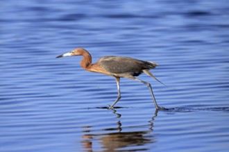 Reddish Egret (Egretta rufescens), adult, in water, foraging, hunting, alert, Merritt Island, Black