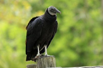 Raven Vulture (Coragyps atratus), adult, alert, perch, Orlando, Florida, USA, North America