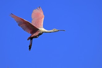 Roseate spoonbill (Platalea ajaja), adult, flying, St. Augustine, Florida, North America, USA,