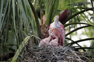 Roseate spoonbill (Platalea ajaja), adult, juvenile, chick, on nest, at breeding site, on tree,