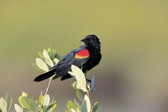 Red-winged blackbird, (Agelaius phoeniceus), adult, male, on wait, Merritt Island, Black Point