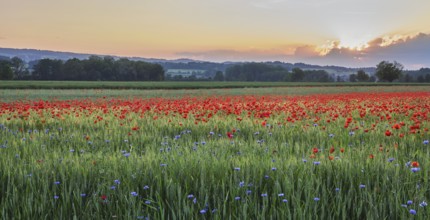 Field of corn poppies, in the background the Lindenberg at sunset, Merenschwand, Freiamt, Canton