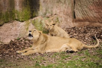 Asiatic lion (Panthera leo persica) female (mother) with her cub, captive