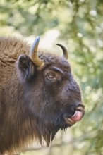 European bison (Bison bonasus) portrait in a forest in spring, Bavarian Forest, Germany, Europe