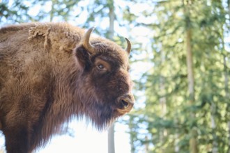 European bison (Bison bonasus) portrait in a forest in spring, Bavarian Forest, Germany, Europe