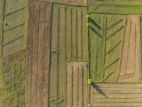 Top-down view, Aerial view, Cultivated fields, Agriculture, Landscape, Kyrgyzstan, Asia