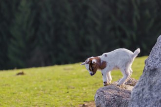 A newborn Pygmy goat, Capra hircus, stands on a rock with some green grass in the background