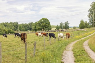 Cattles grazing on a grass meadow by a dirt road in the countryside in the summer, Sweden, Europe