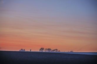 Trees in the red evening sky, Eckental, Middle Franconia, Bavaria, Germany, Europe