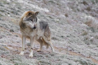 An adult male grey wolf (Canis lupus lupus) stands on a cold, cloudy day in the sloping