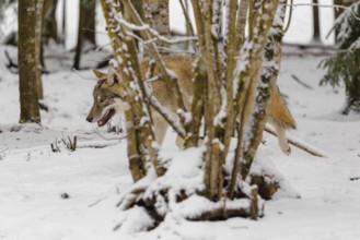 A young grey wolf (Canis lupus lupus) walks across the snowy forest floor on a cold, cloudy day