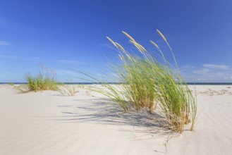 Marram grass, European beachgrass (Calamagrostis arenaria, Ammophila arenaria) in the dunes along