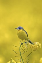 Blue-headed wagtail (Motacilla flava flava) male perched in yellow rape field, rapefield flowering