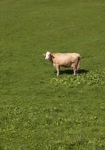 Cow in a meadow on the Alpbichlalm, Osterhorngruppe, Salzkammergut, Salzburg province, Austria,