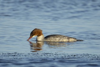 Goosander (Mergus merganser) adult female bird feeding on a lake, England, United Kingdom, Europe