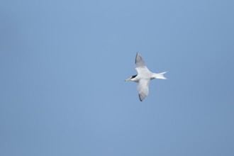 Little tern (Sternula albifrons) adult bird flying in the summer, England, United Kingdom, Europe