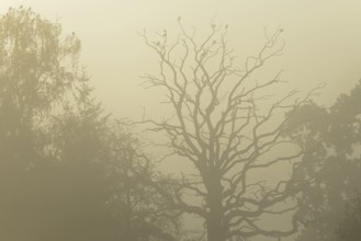 Gnarled oak (Quercus), standing deadwood, birds sitting in the treetop, rising fog in sunshine,