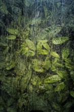 Plants and green leaves behind glass in greenhouse, structure, background, flora, art, texture,